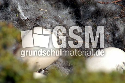 Magellangans (2 von 9).jpg